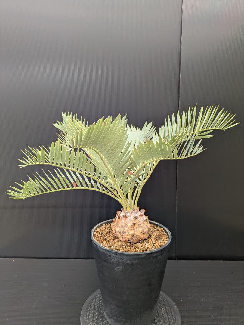 エンセファラルトス プリンセプス 特大 丸々 葉多数 送料無料