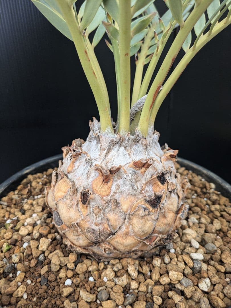 エンセファラルトス プリンセプス 特大 丸々 葉多数 送料無料