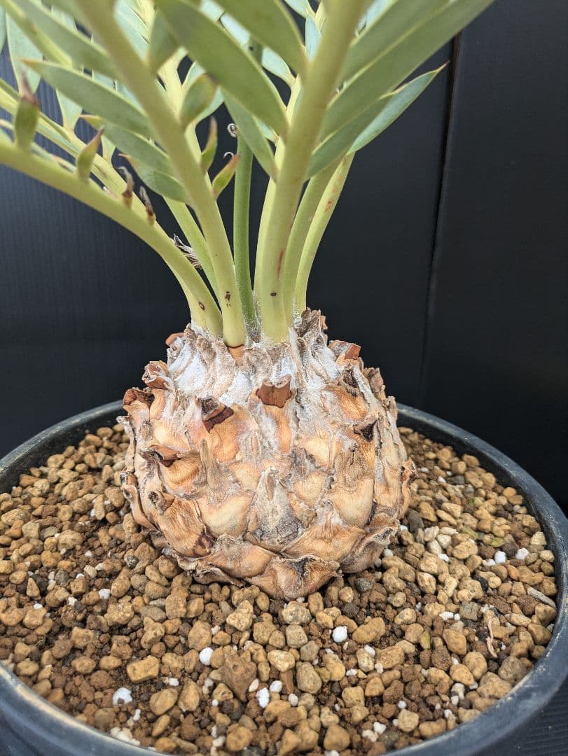 エンセファラルトス プリンセプス 特大 丸々 葉多数 送料無料