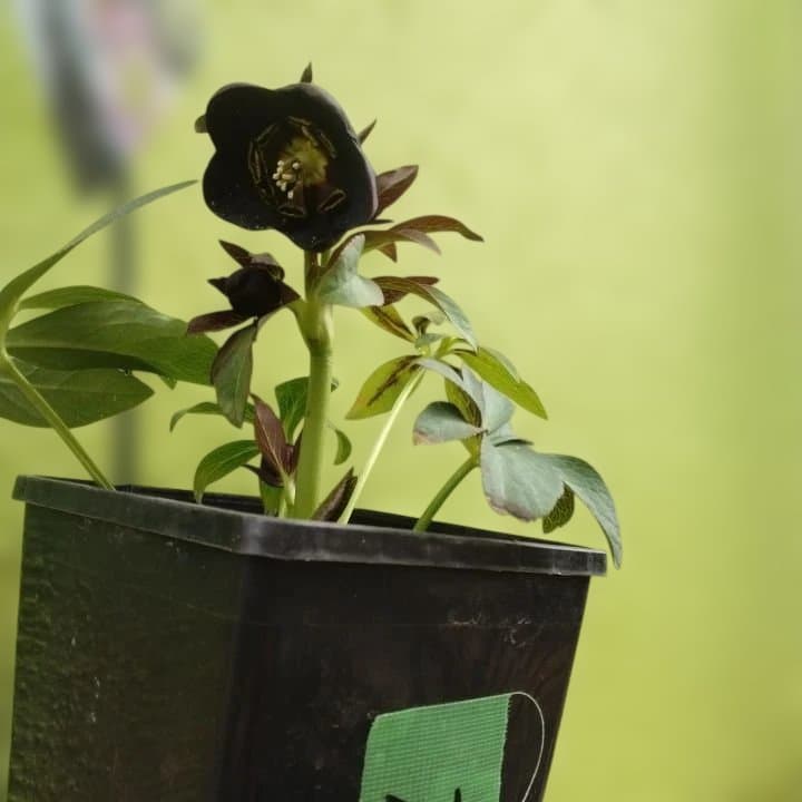 大森プランツ。ウインターシンフオニー。ヘレボルス 苗 No21番