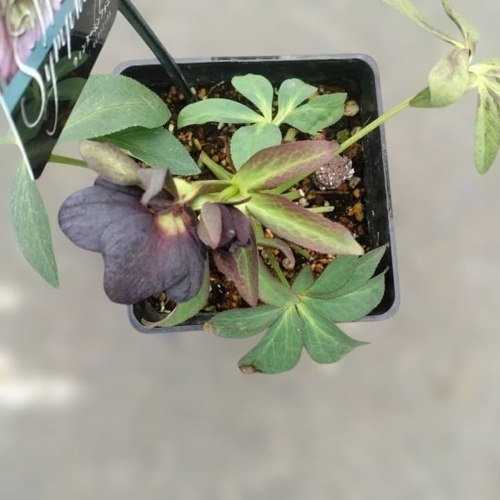 大森プランツ。ウインターシンフオニー。ヘレボルス 苗 No21番