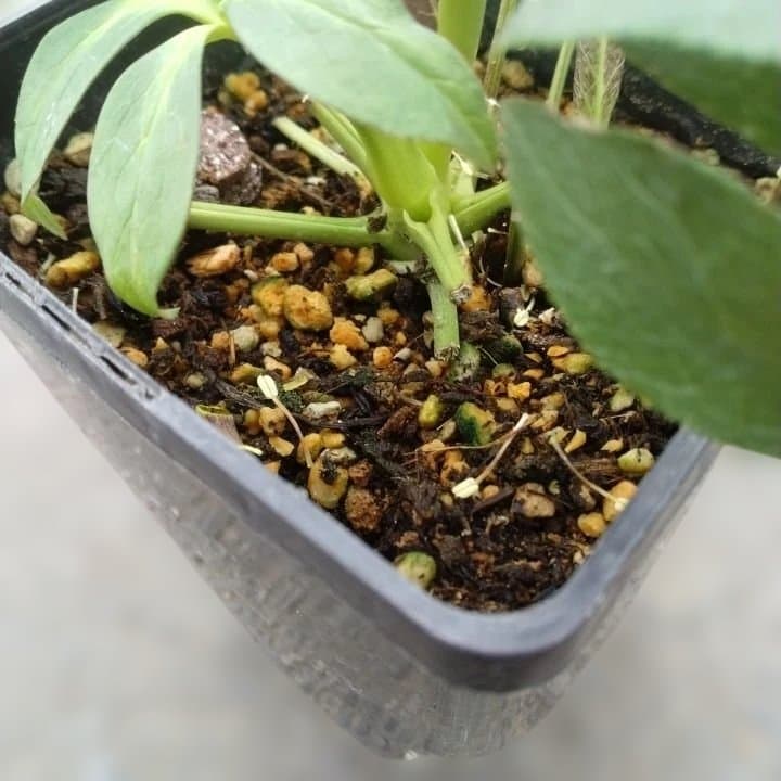 大森プランツ。ウインターシンフオニー。ヘレボルス 苗 No21番