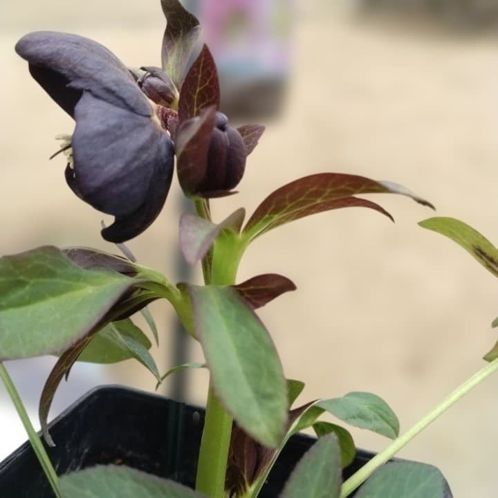 大森プランツ。ウインターシンフオニー。ヘレボルス 苗 No21番