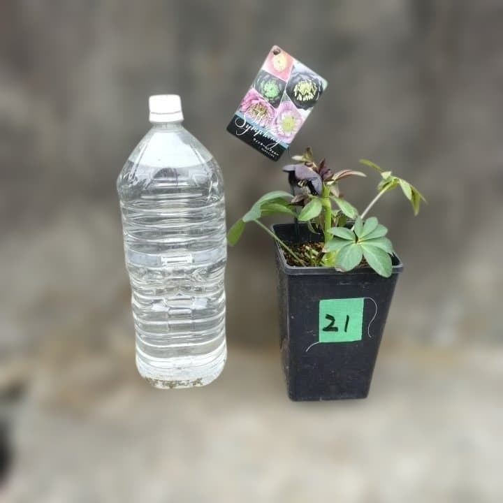 大森プランツ。ウインターシンフオニー。ヘレボルス 苗 No21番