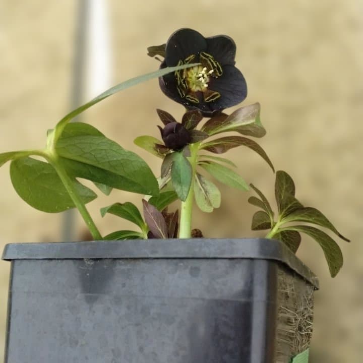 大森プランツ。ウインターシンフオニー。ヘレボルス 苗 No21番