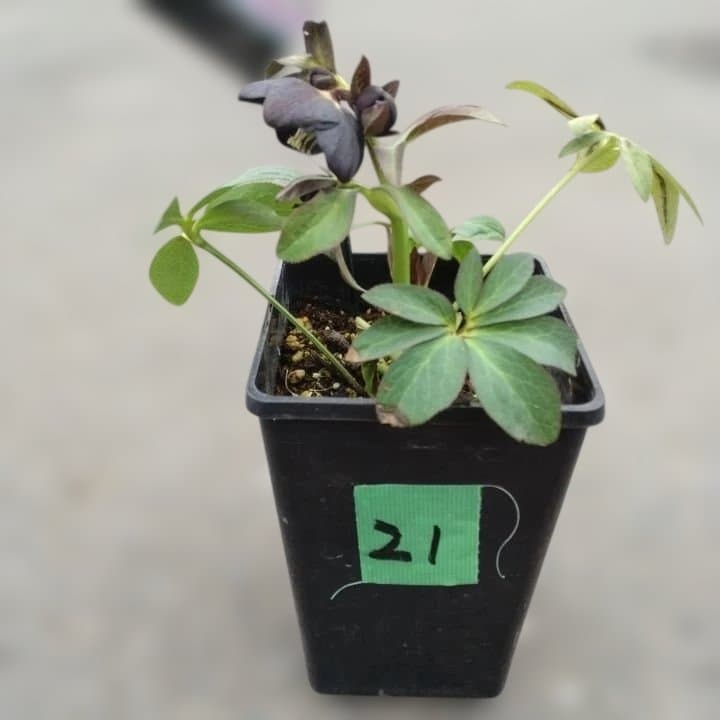 大森プランツ。ウインターシンフオニー。ヘレボルス 苗 No21番