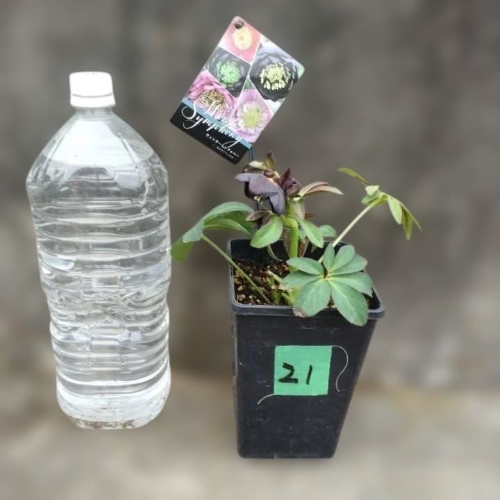 大森プランツ。ウインターシンフオニー。ヘレボルス 苗 No21番