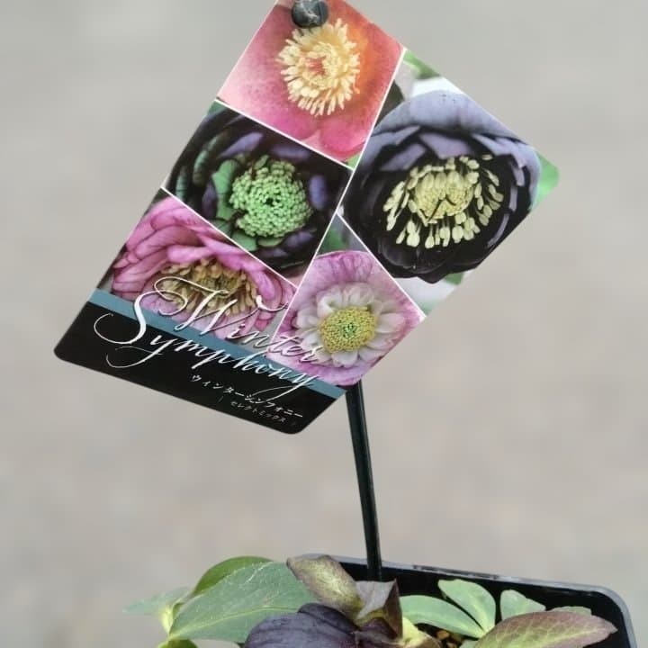 大森プランツ。ウインターシンフオニー。ヘレボルス 苗 No21番