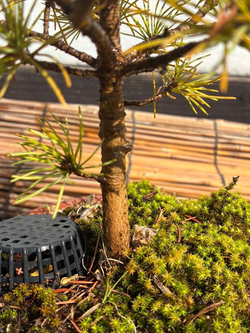 ☆盆栽☆ 赤石五葉松【Z-4】9年物 ☆愛媛県より発送☆ - メルカリ