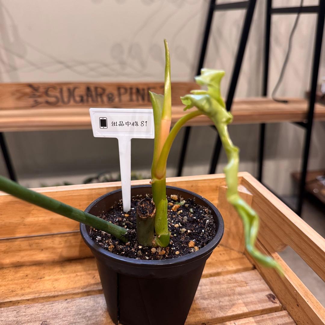 81 フィロデンドロン ベルアイル 激レア品種 新芽展開中 - メルカリ