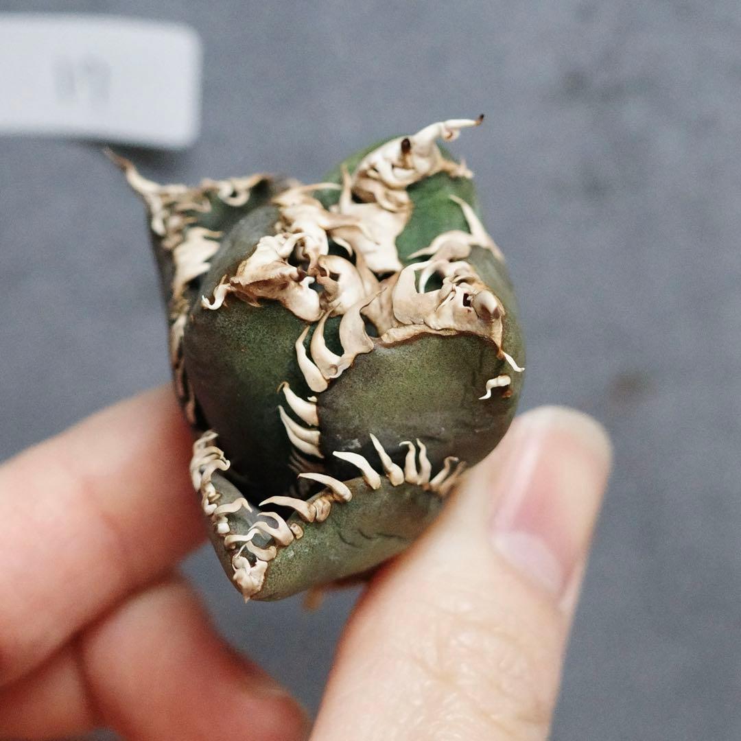 アガベ チタノタ オテロイ 金剛 キングコング ボールタイプ OC 17