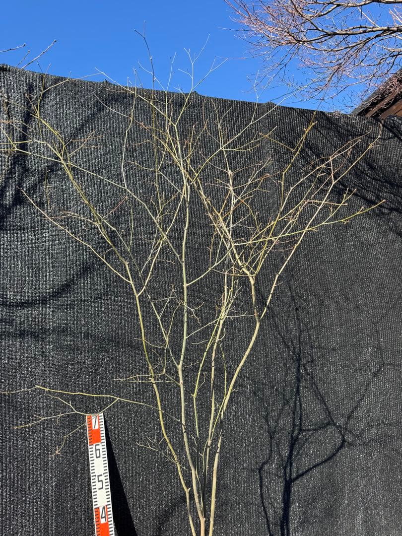 山採り　ヤマモミジ　株立ち　美幹　自然樹形　【品番3534】