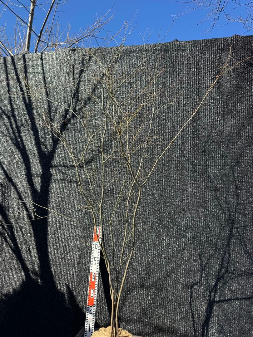 山採り　ヤマモミジ　株立ち　美幹　自然樹形　【品番3534】