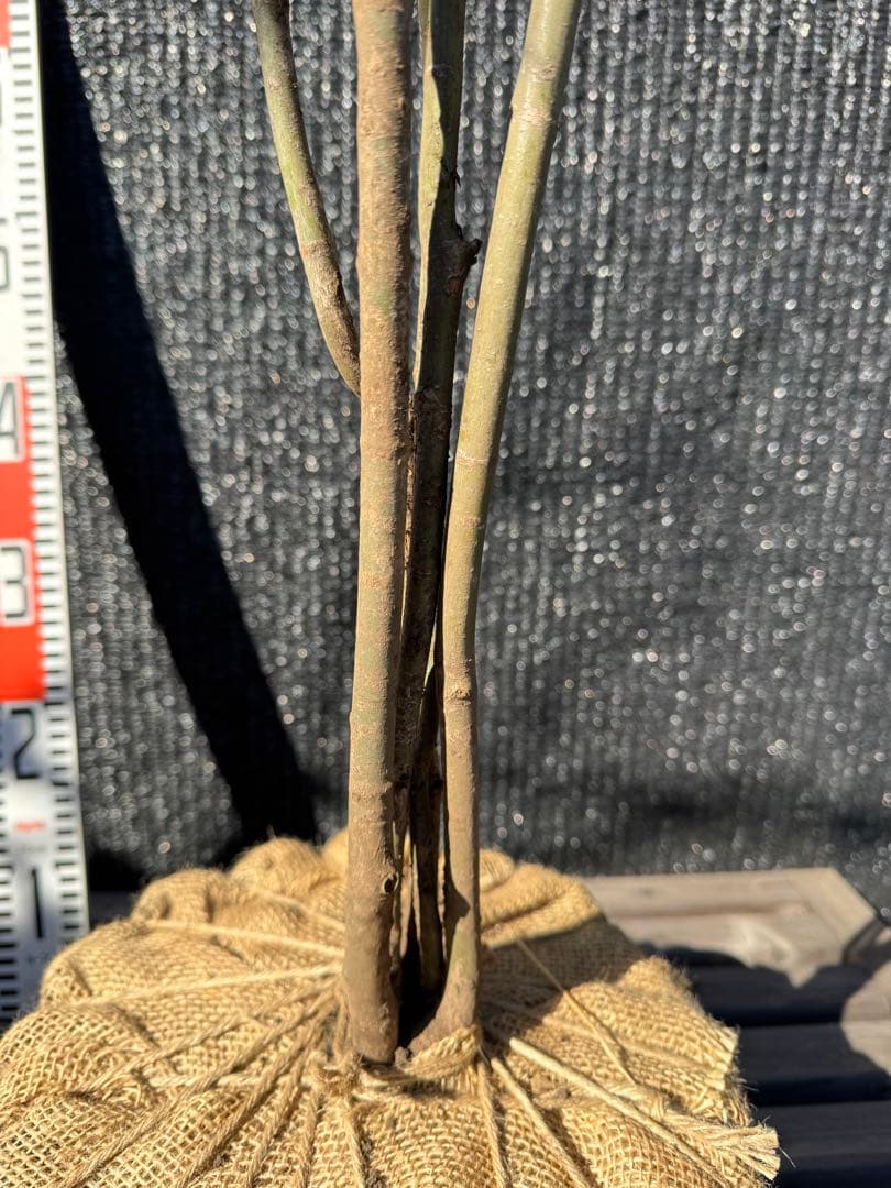 山採り　ヤマモミジ　株立ち　美幹　自然樹形　【品番3534】