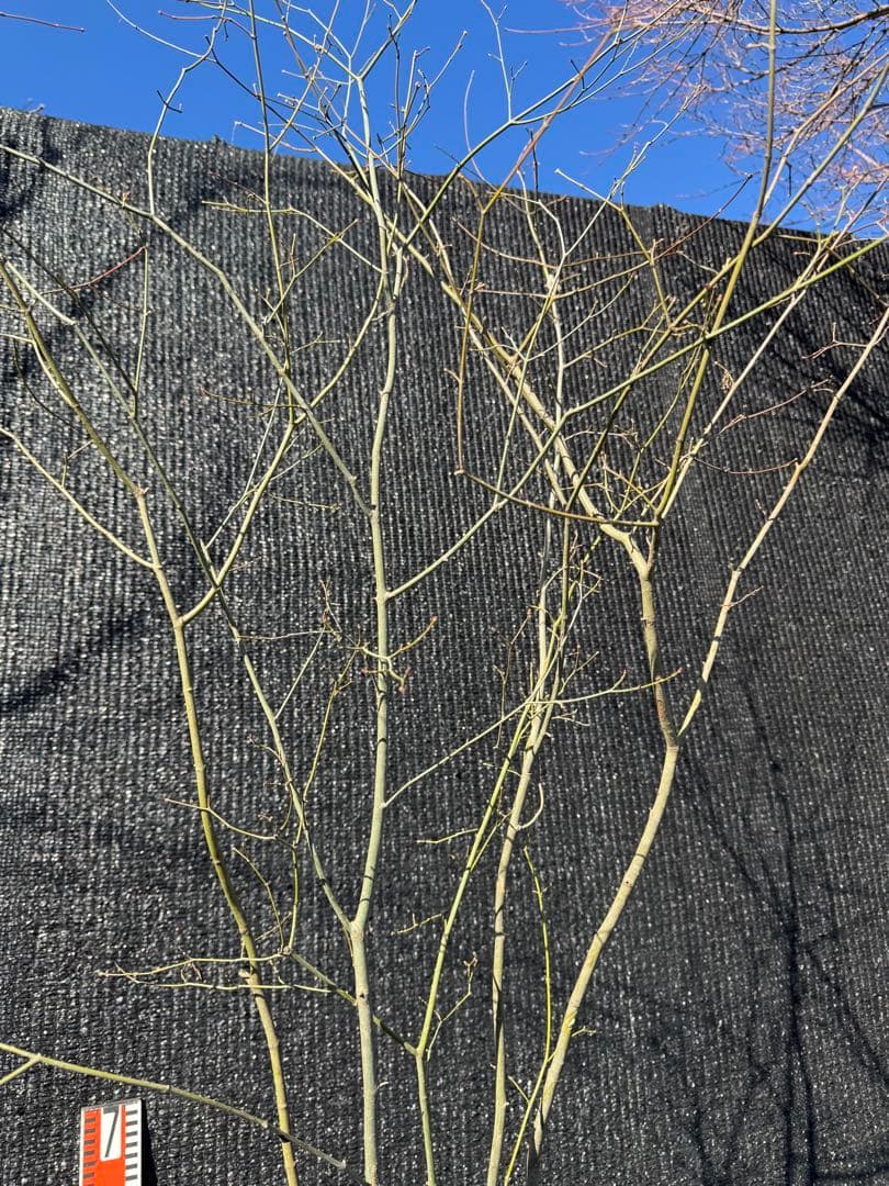 山採り　ヤマモミジ　株立ち　美幹　自然樹形　【品番3534】