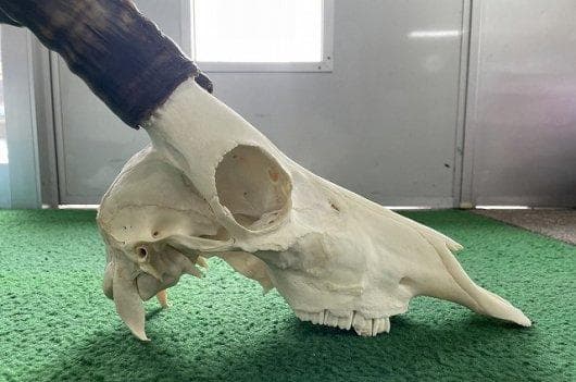 ブレスボック（Blesbok）スカルホーン