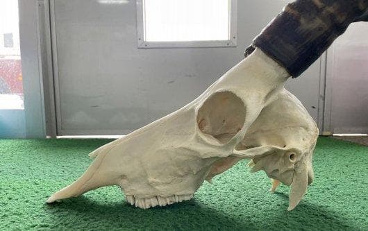 ブレスボック（Blesbok）スカルホーン