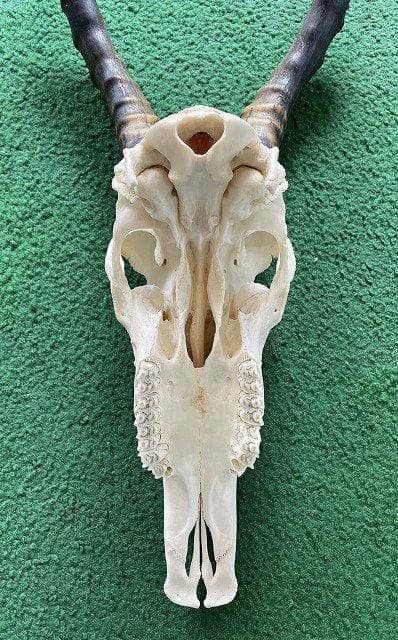 ブレスボック（Blesbok）スカルホーン