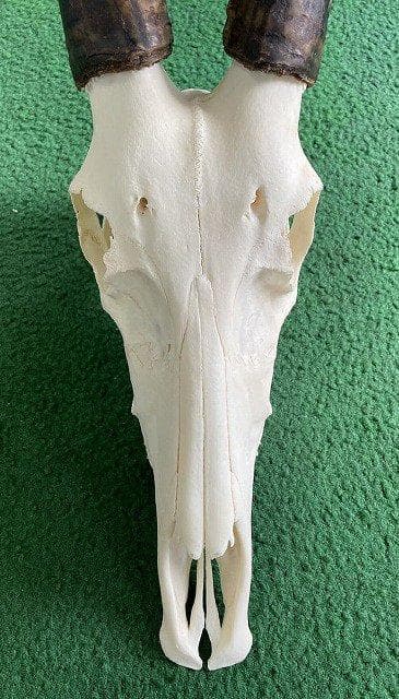 ブレスボック（Blesbok）スカルホーン