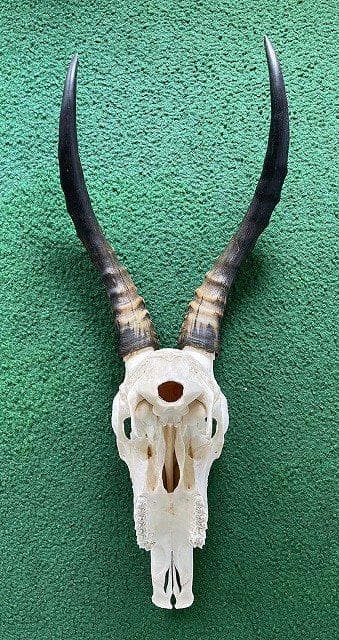 ブレスボック（Blesbok）スカルホーン