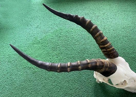 ブレスボック（Blesbok）スカルホーン