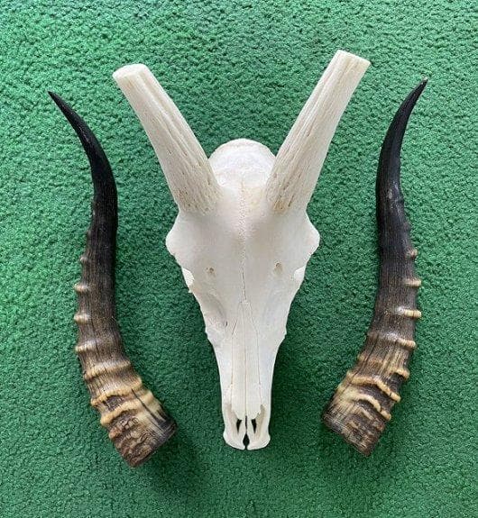 ブレスボック（Blesbok）スカルホーン