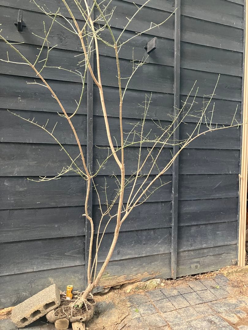 山採り　マユミ