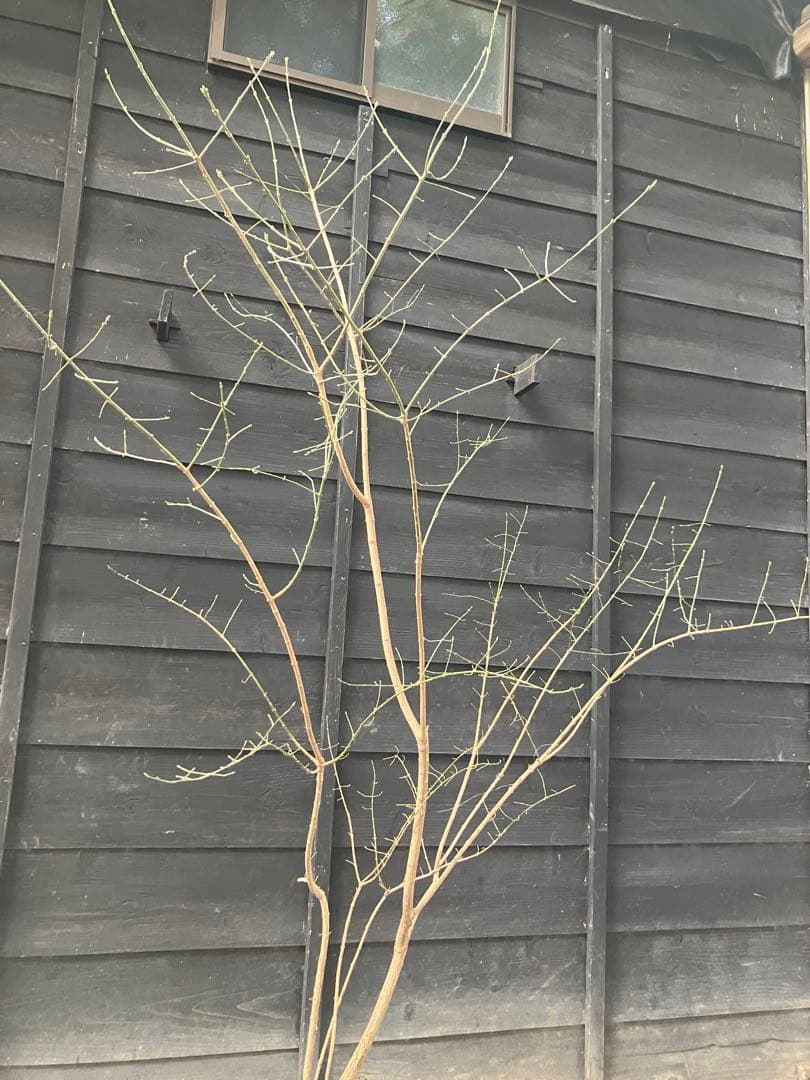 山採り　マユミ