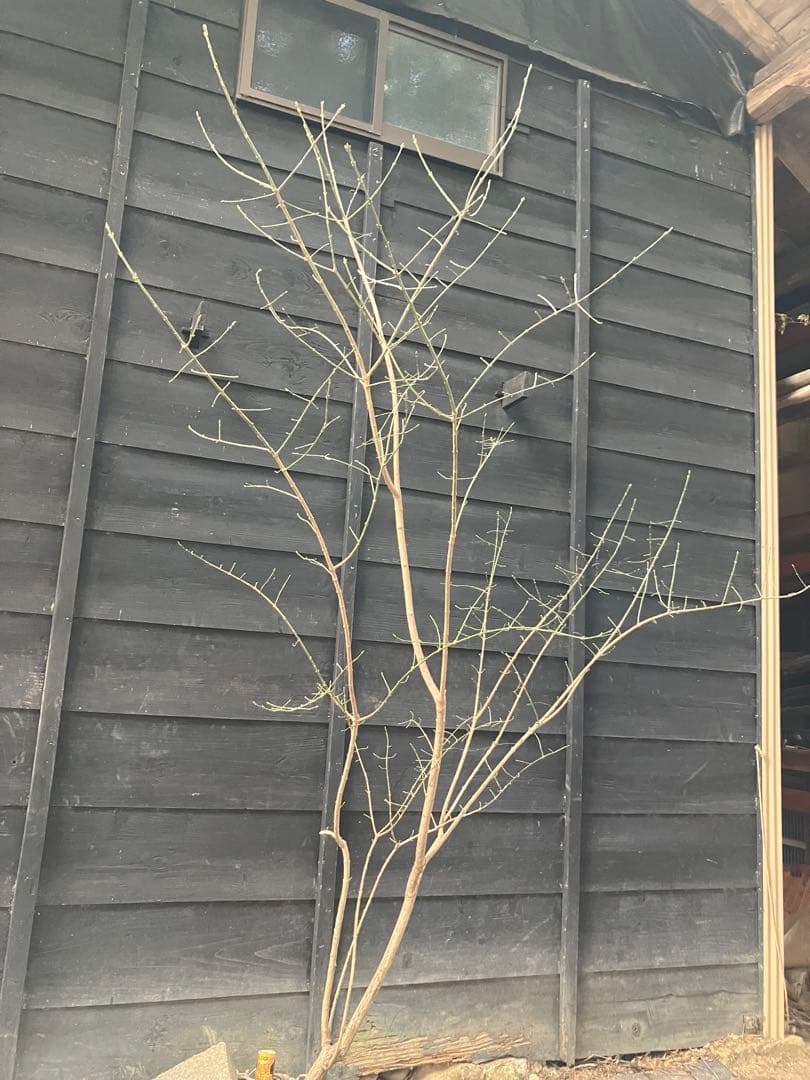 山採り　マユミ