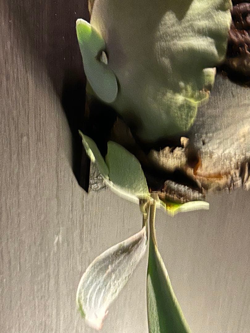 P.White House #4 ホワイトホース 親株と子株二つ