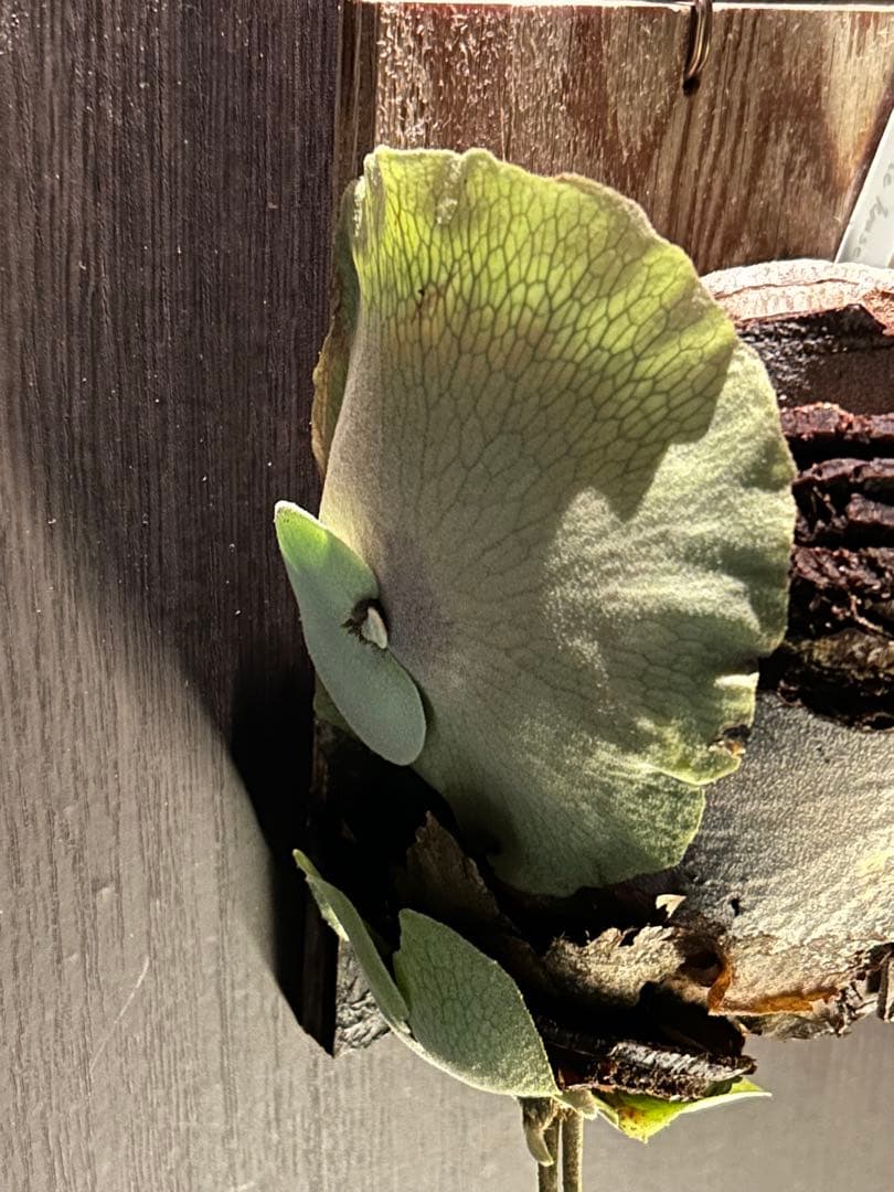 P.White House #4 ホワイトホース 親株と子株二つ