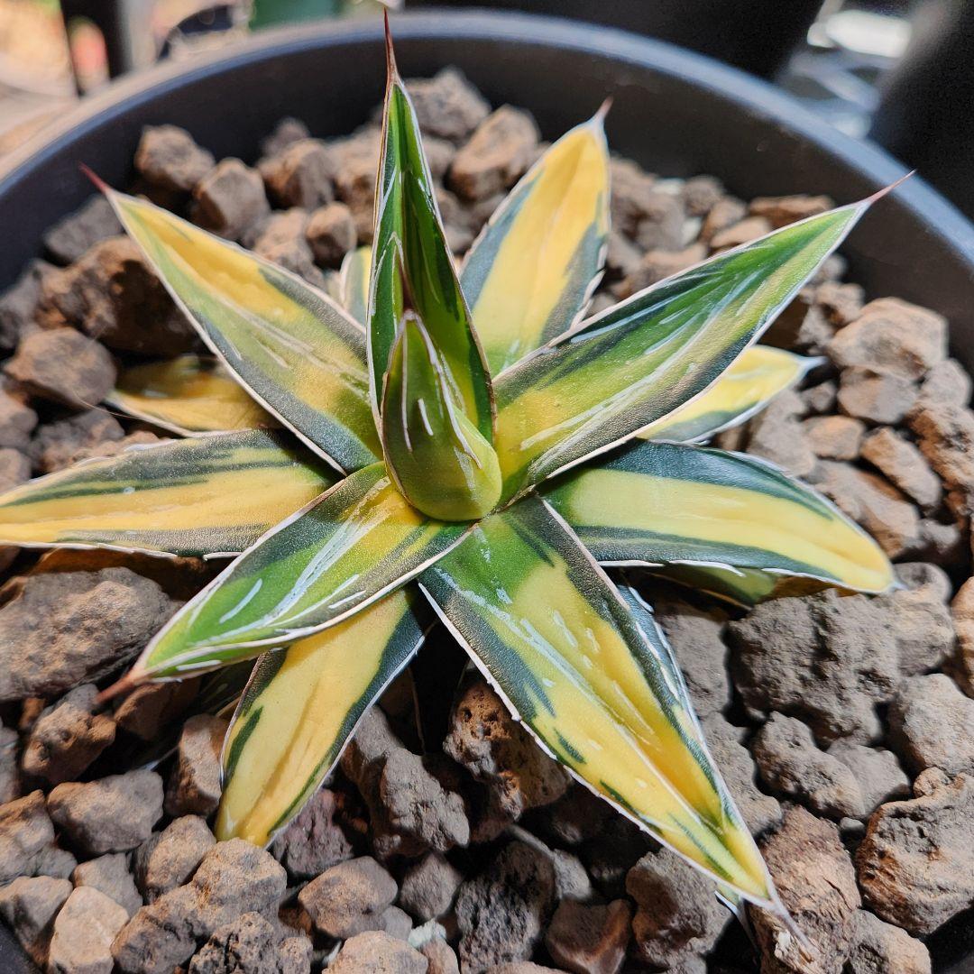 アガベ　サンキング　笹の雪