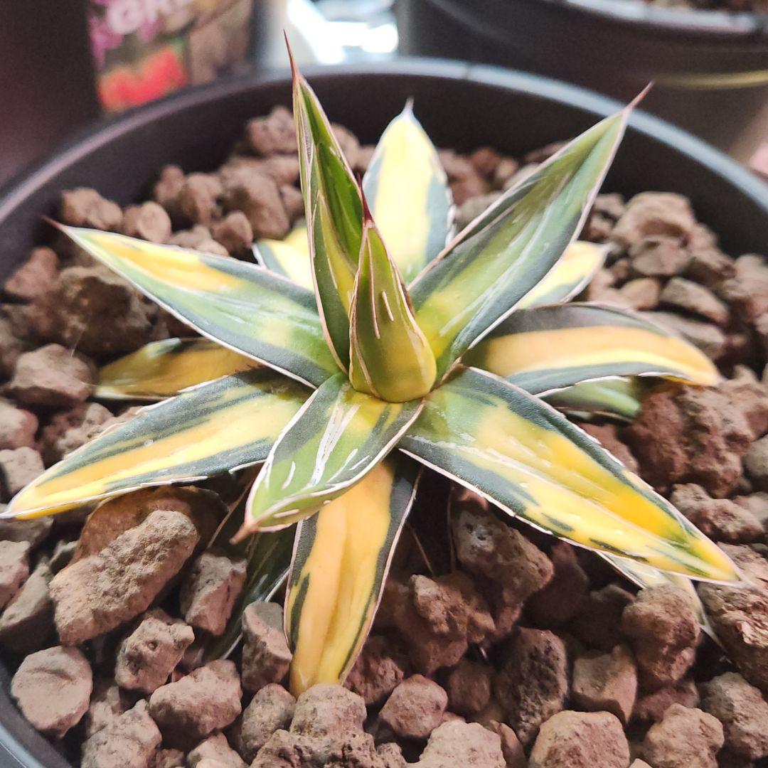 アガベ　サンキング　笹の雪