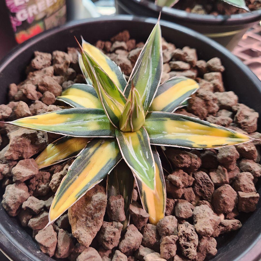 アガベ　サンキング　笹の雪