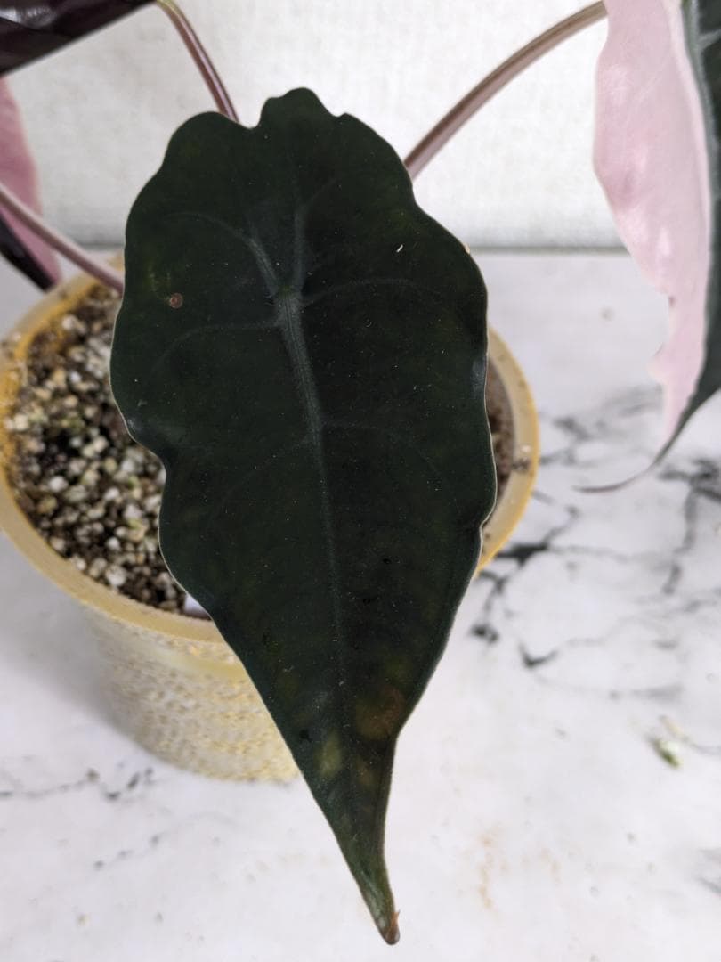 アロカシア シャントリエリ 斑入り - メルカリ