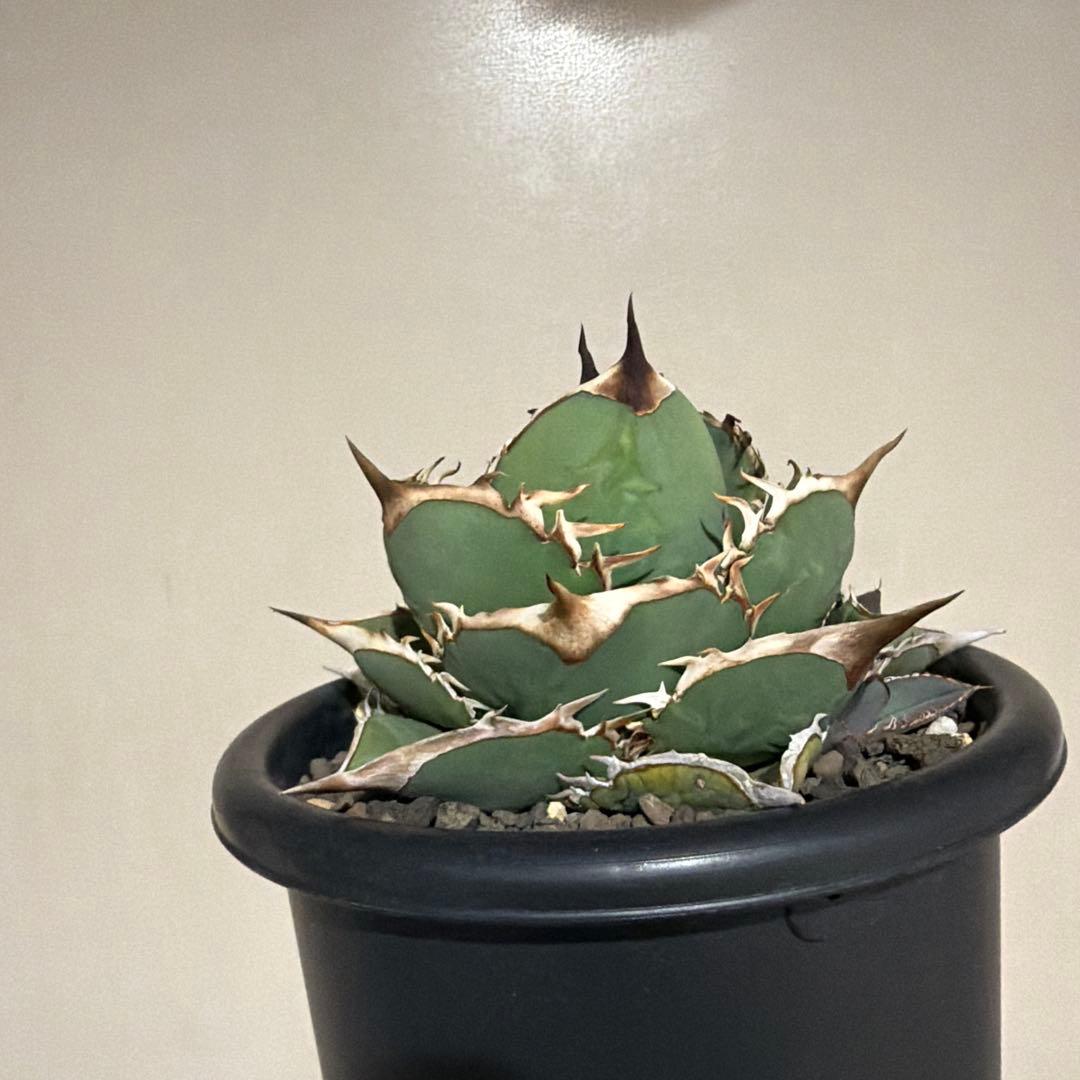 アガベ 実生 特選 選抜個体 台湾実生 ジャガーノート風