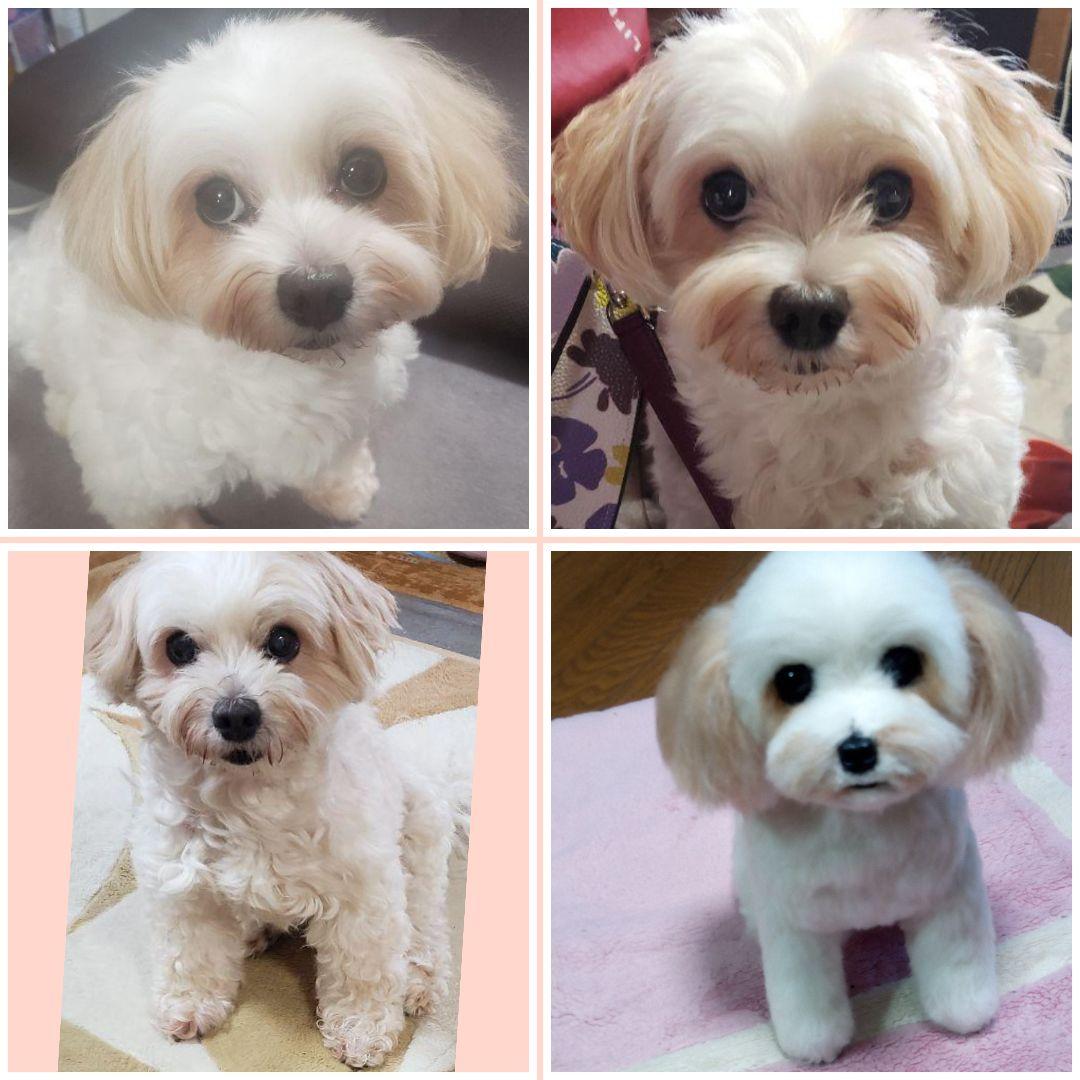 愛犬さんの羊毛フェルトオーダー専門・わんちゃん・ぬいぐるみ