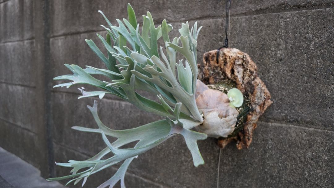 ビカクシダ P.Elsa OC (pewchan  queen F307)