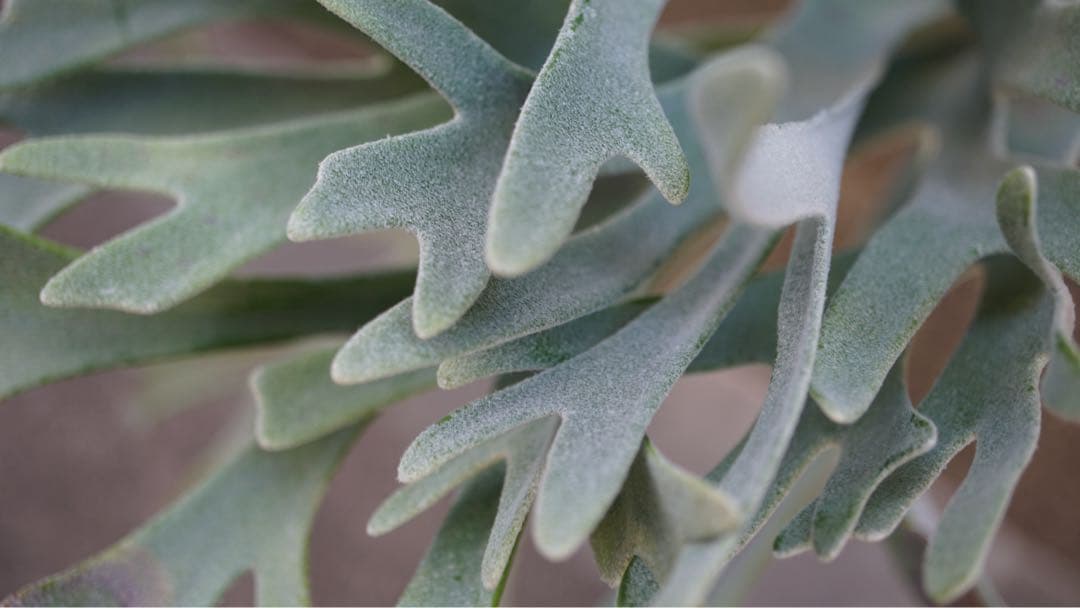 ビカクシダ P.Elsa OC (pewchan  queen F307)