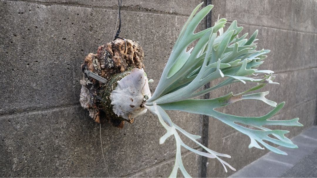 ビカクシダ P.Elsa OC (pewchan  queen F307)