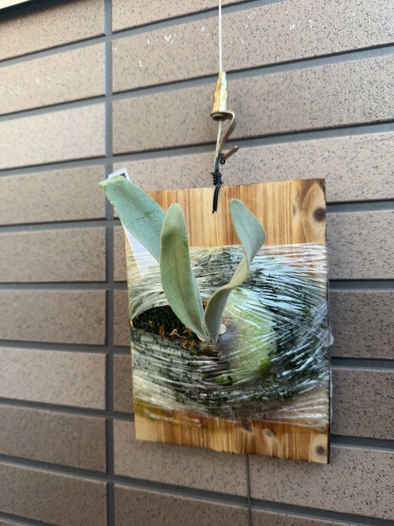 ビカクシダ P.Elsa OC (pewchan  queen F307)