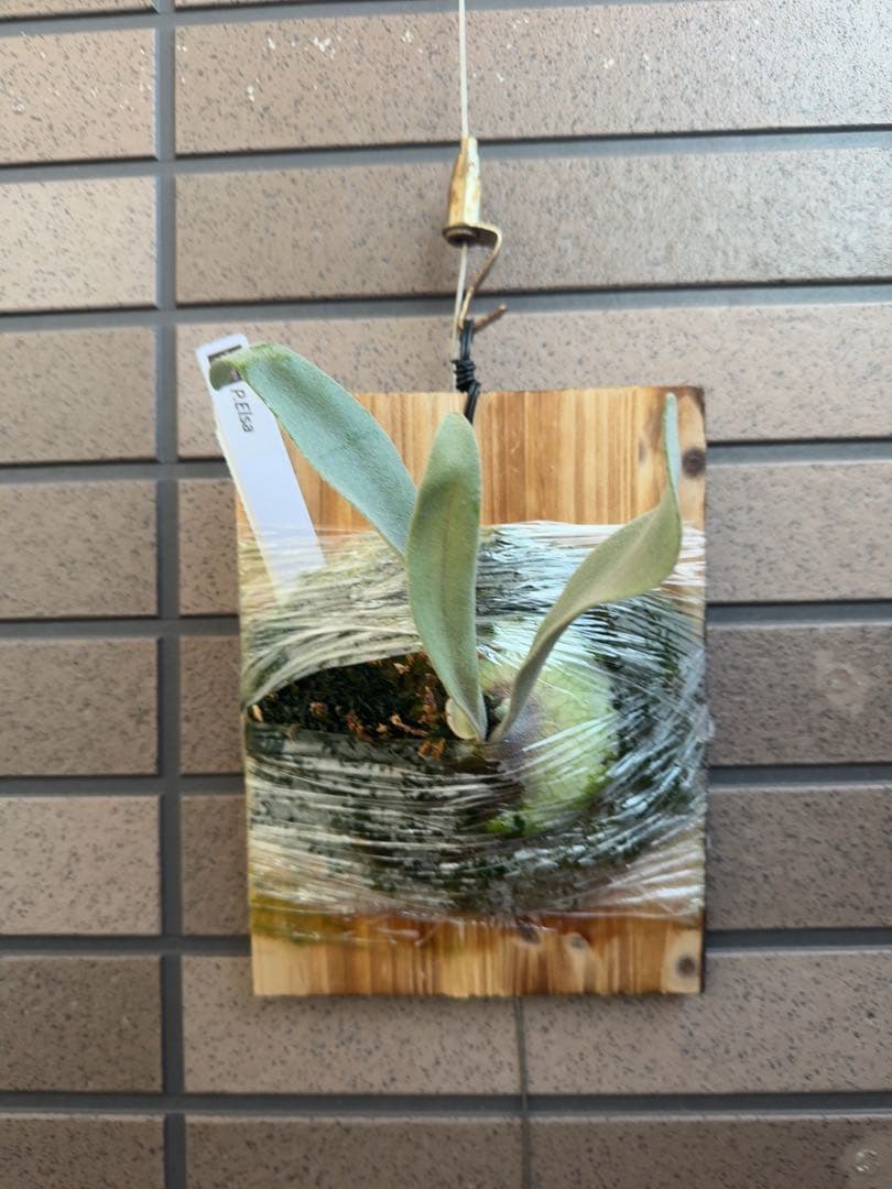 ビカクシダ P.Elsa OC (pewchan  queen F307)