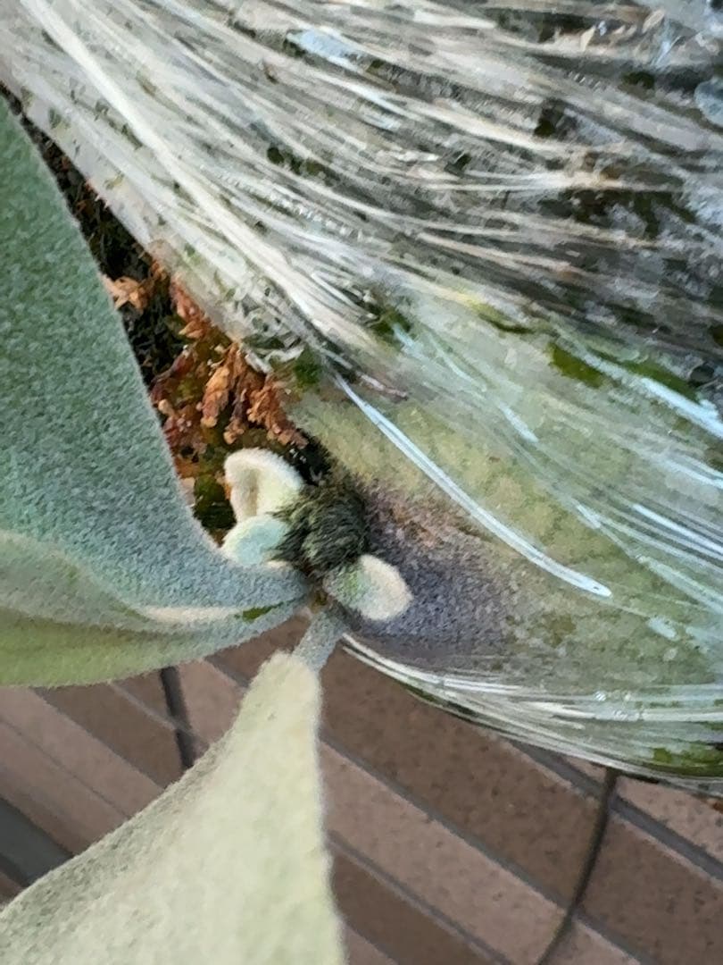 ビカクシダ P.Elsa OC (pewchan  queen F307)