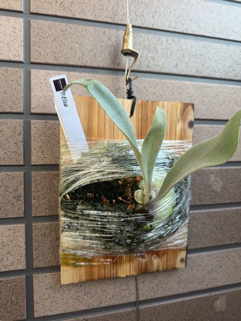 ビカクシダ P.Elsa OC (pewchan  queen F307)