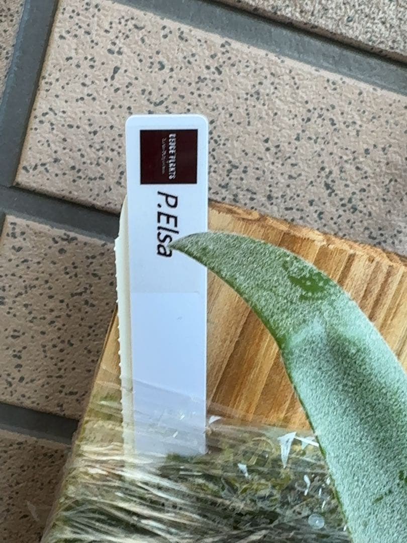 ビカクシダ P.Elsa OC (pewchan  queen F307)