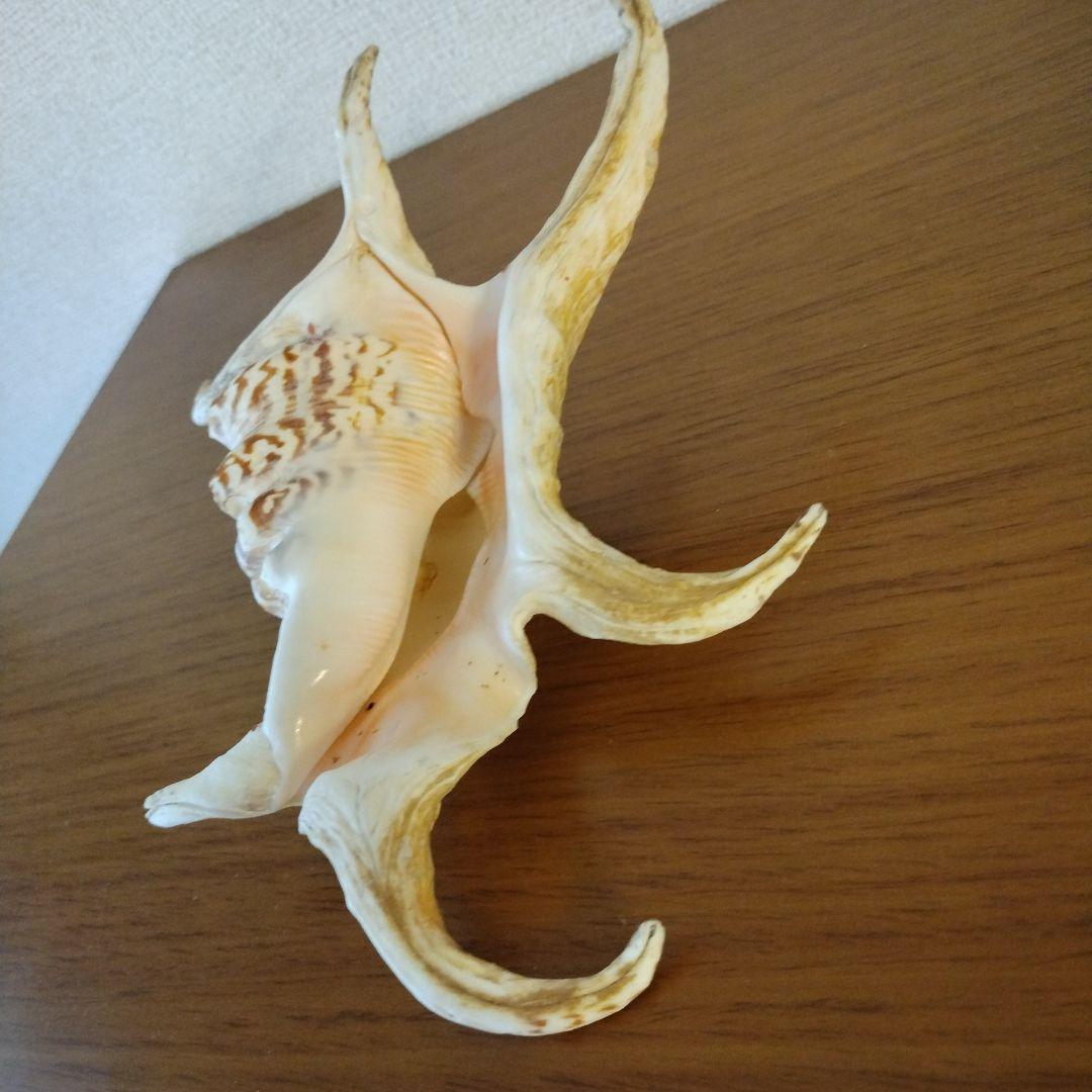 スイジガイの貝殻