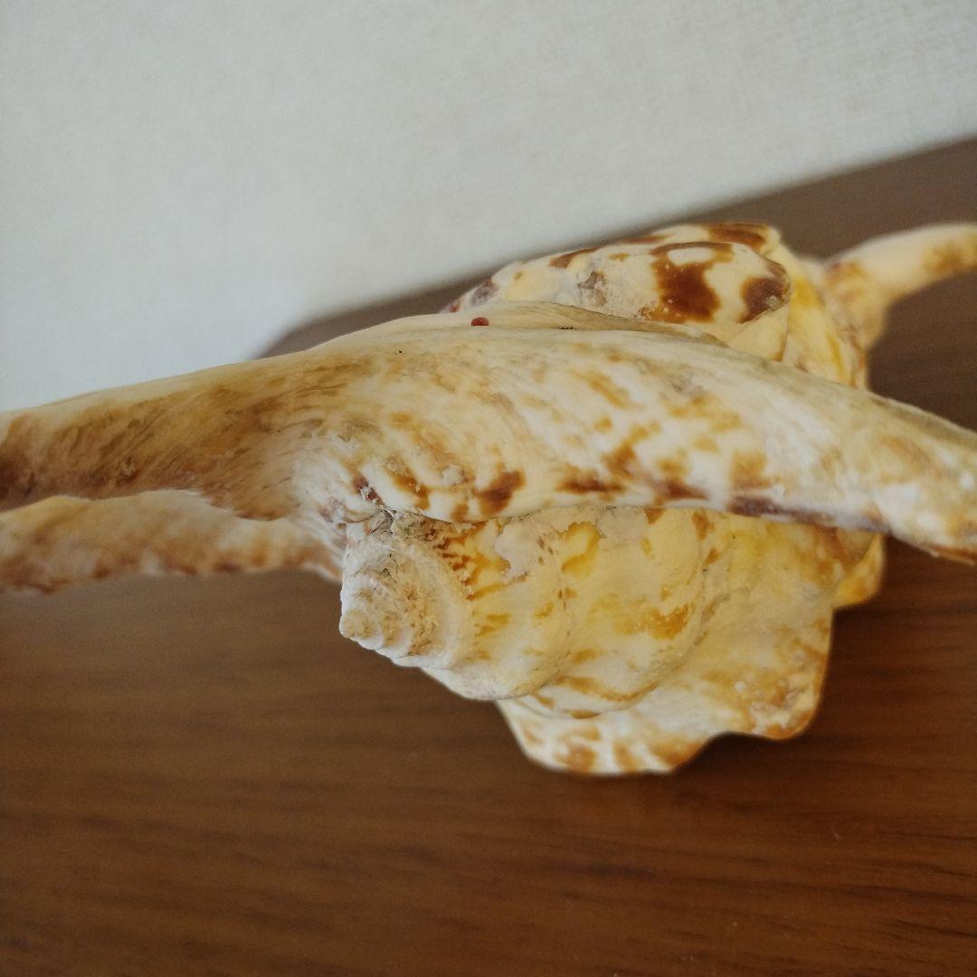 スイジガイの貝殻