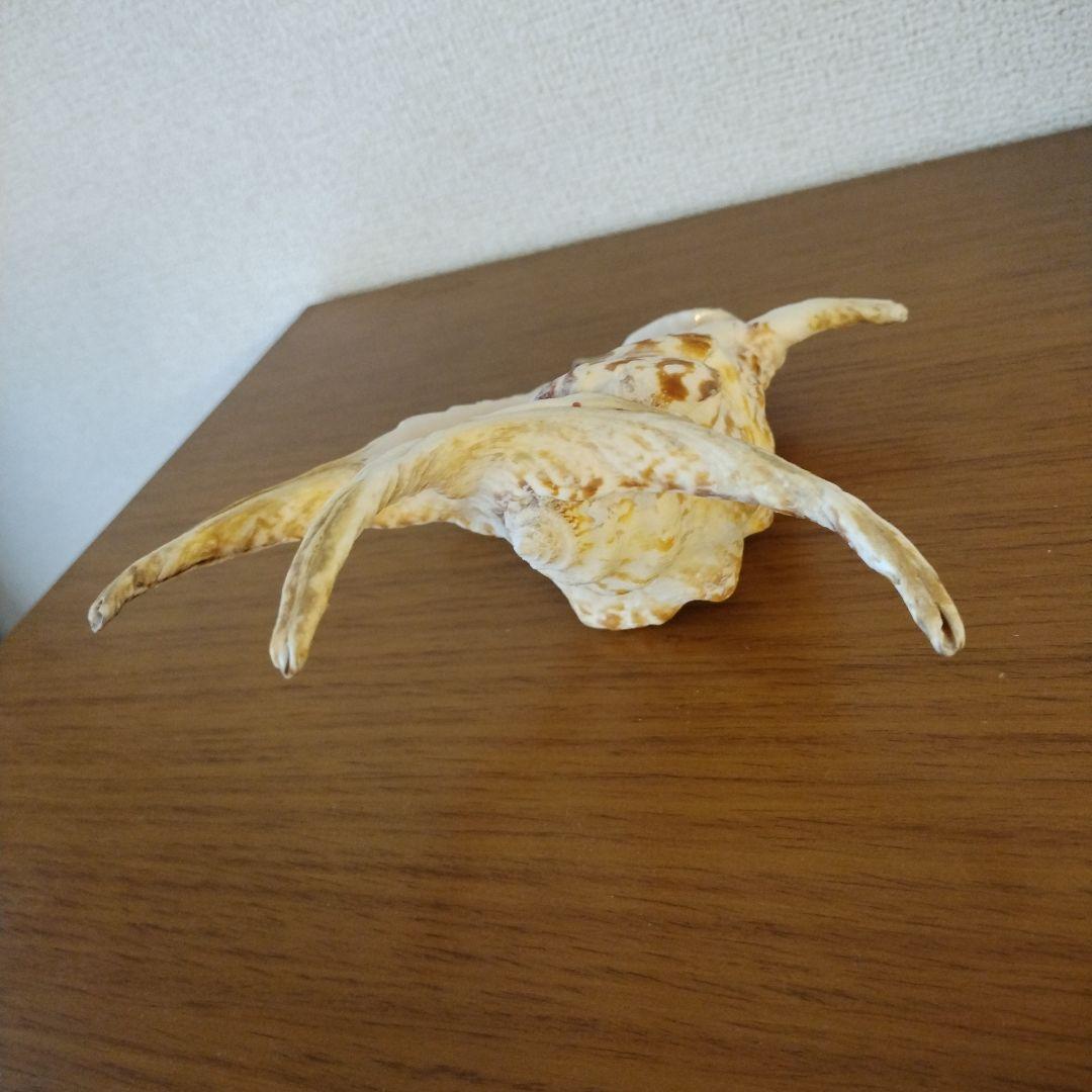 スイジガイの貝殻