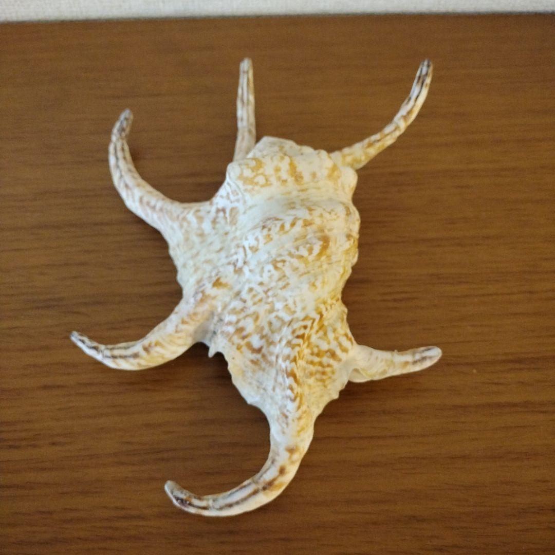 スイジガイの貝殻