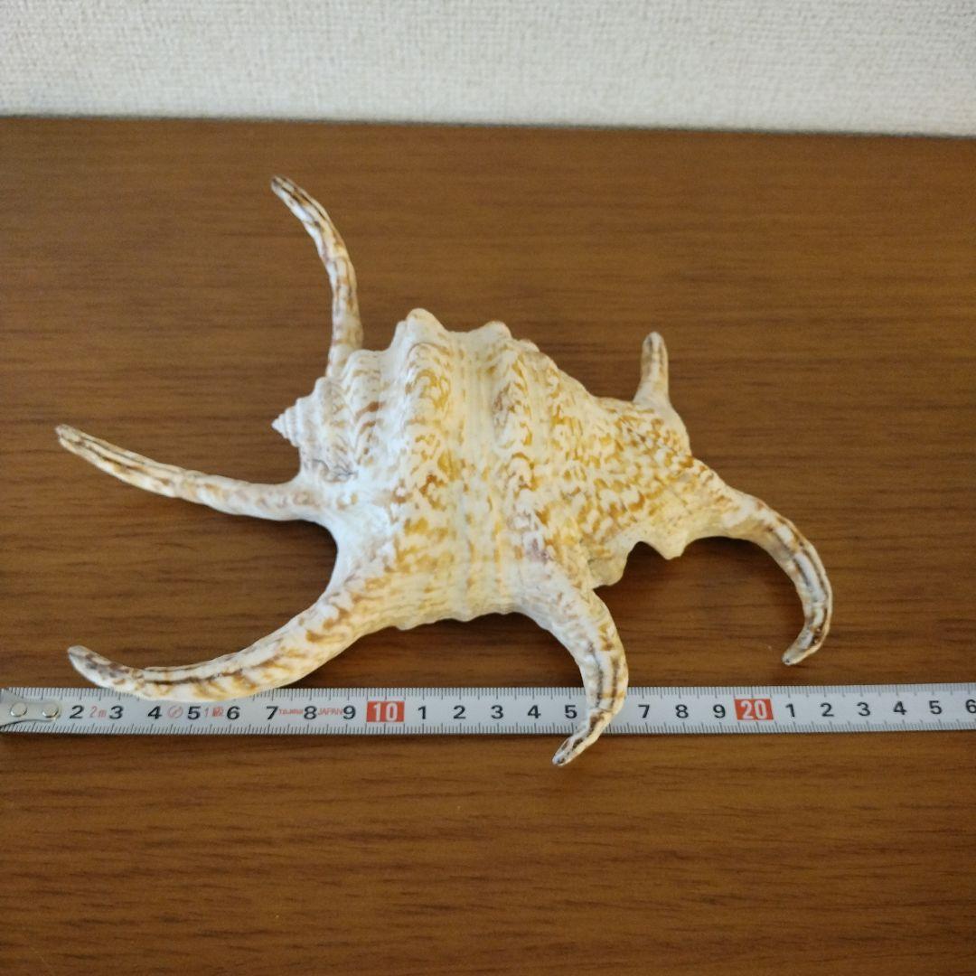 スイジガイの貝殻